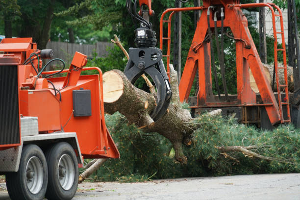 Professional  Tree Services in Butler, IN